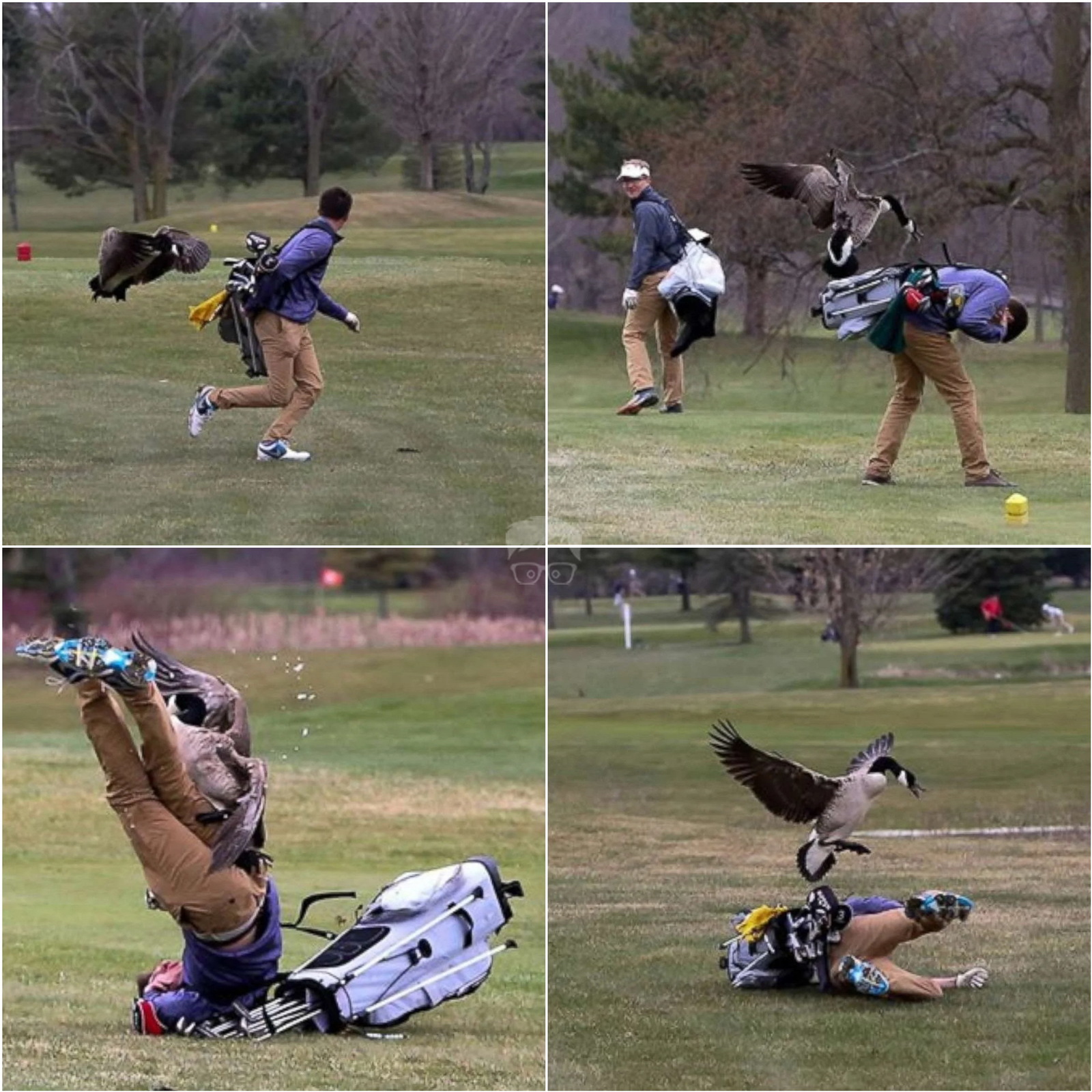 I love golf, but not that much... (prt2) - Golf, Grass, Fear, Гусь, Hockey stick, Attack