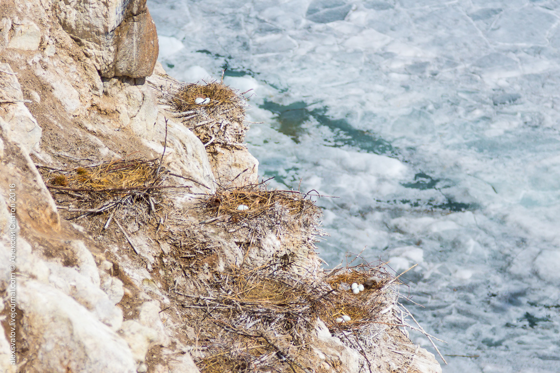 cormorant share - My, Birds, Cormorants, Buryatia, Longpost