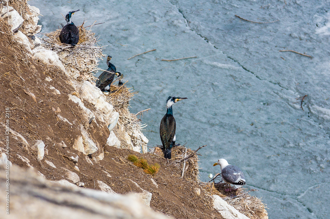 cormorant share - My, Birds, Cormorants, Buryatia, Longpost