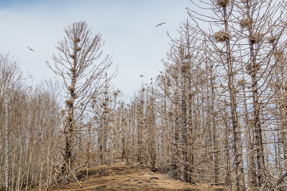 cormorant share - My, Birds, Cormorants, Buryatia, Longpost