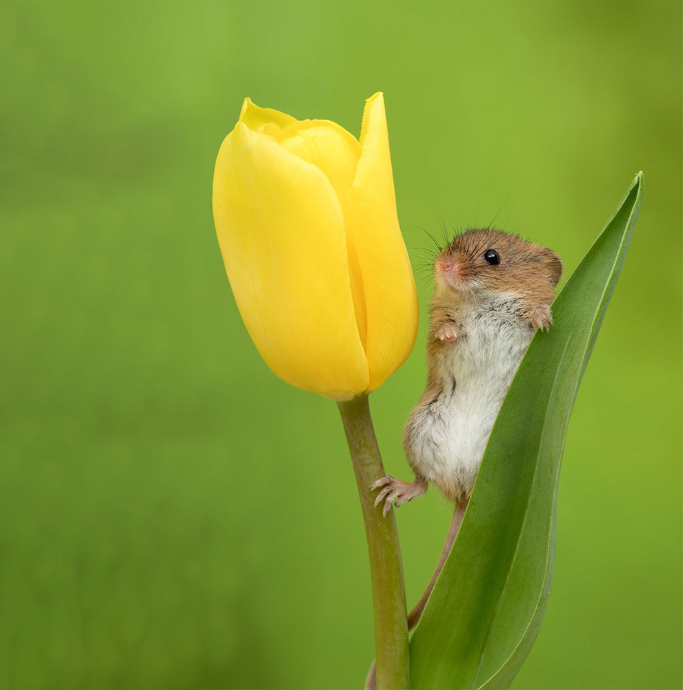 mice in tulips - Animals, Mouse, Flowers, Tulips, Milota, The photo, Longpost