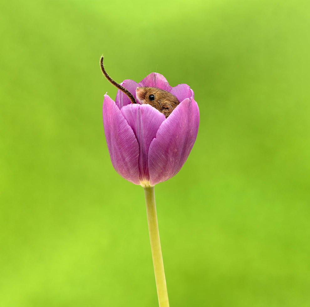 mice in tulips - Animals, Mouse, Flowers, Tulips, Milota, The photo, Longpost