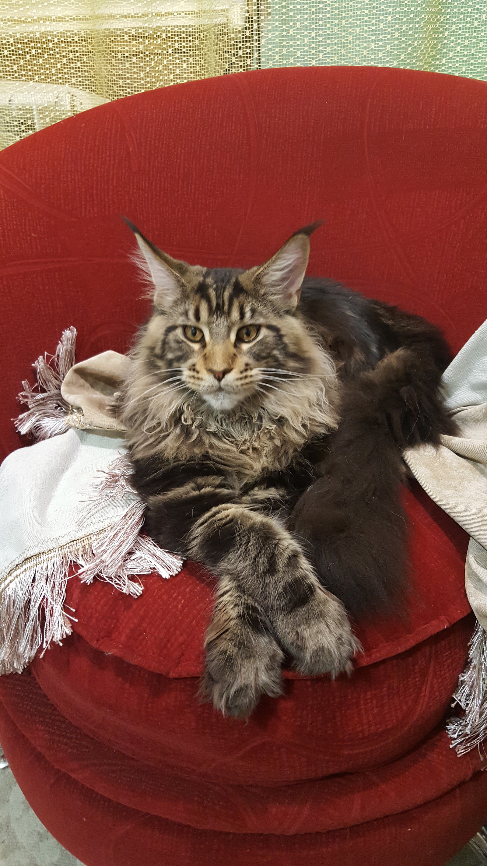 King, just king. - My, cat, Maine Coon, Mess, Handsome men, Longpost