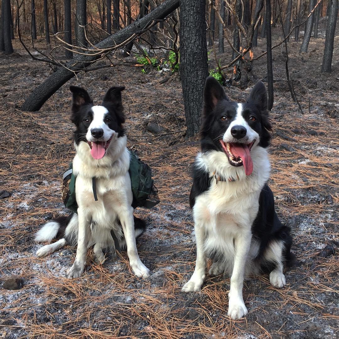 Three dogs with special backpacks help restore vegetation in the burned forests of Chile (4 photos) - Chile, Dog, Border Collie, Forest, Fire, Longpost