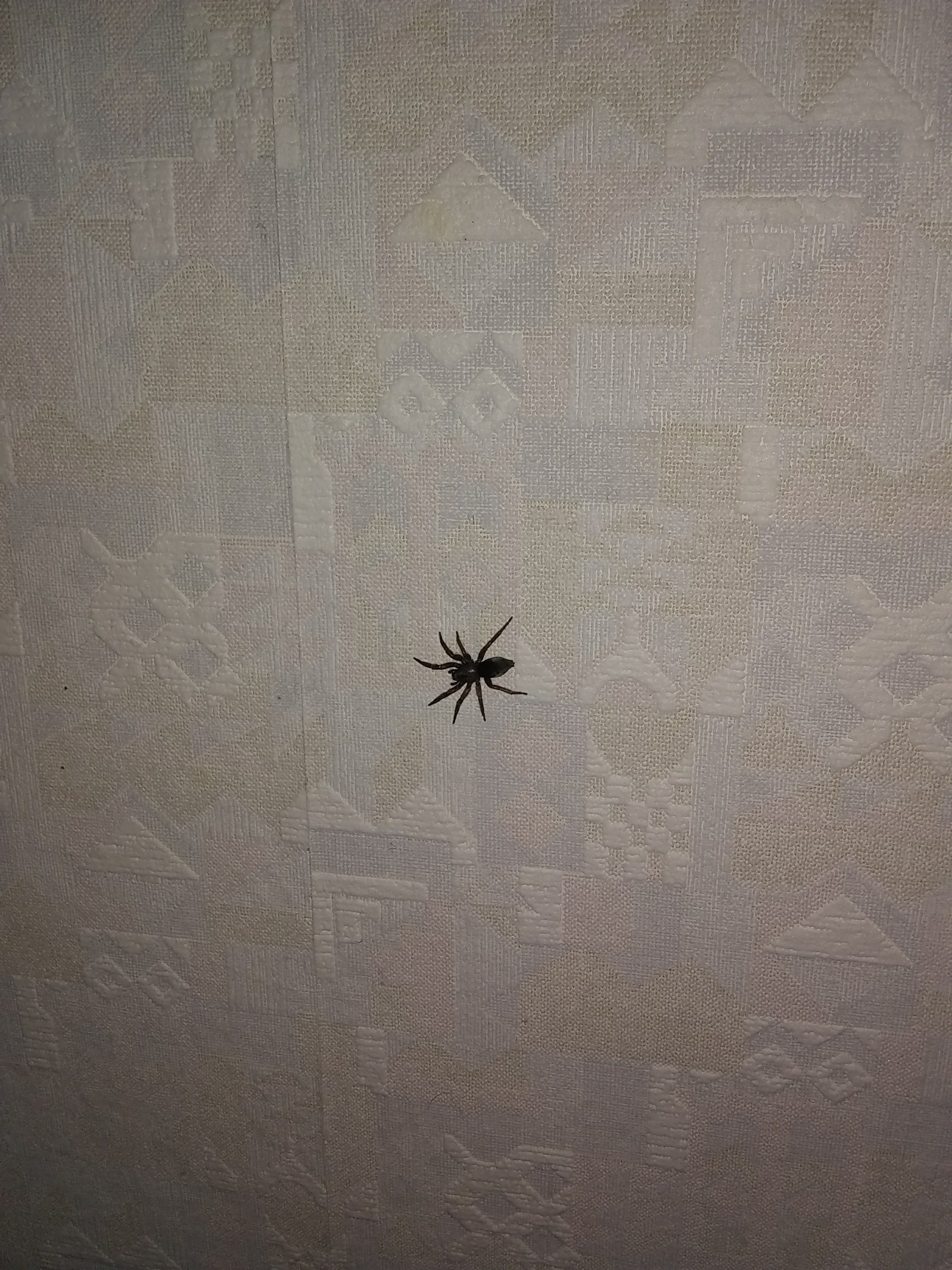 Tell me, is it possible to live with this animal in the house? - Spider, Aaa, Pets