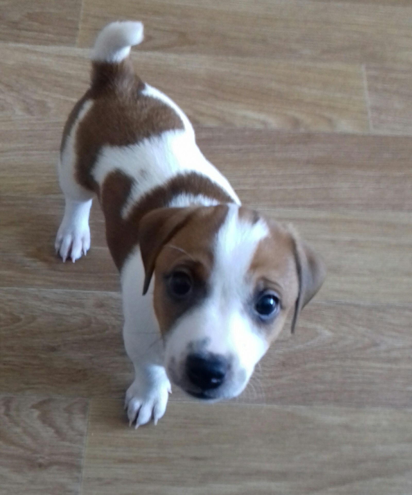 Replenishment in the family - My, Puppies, Jack Russell Terrier, Milota, Nipper, Longpost, Dog