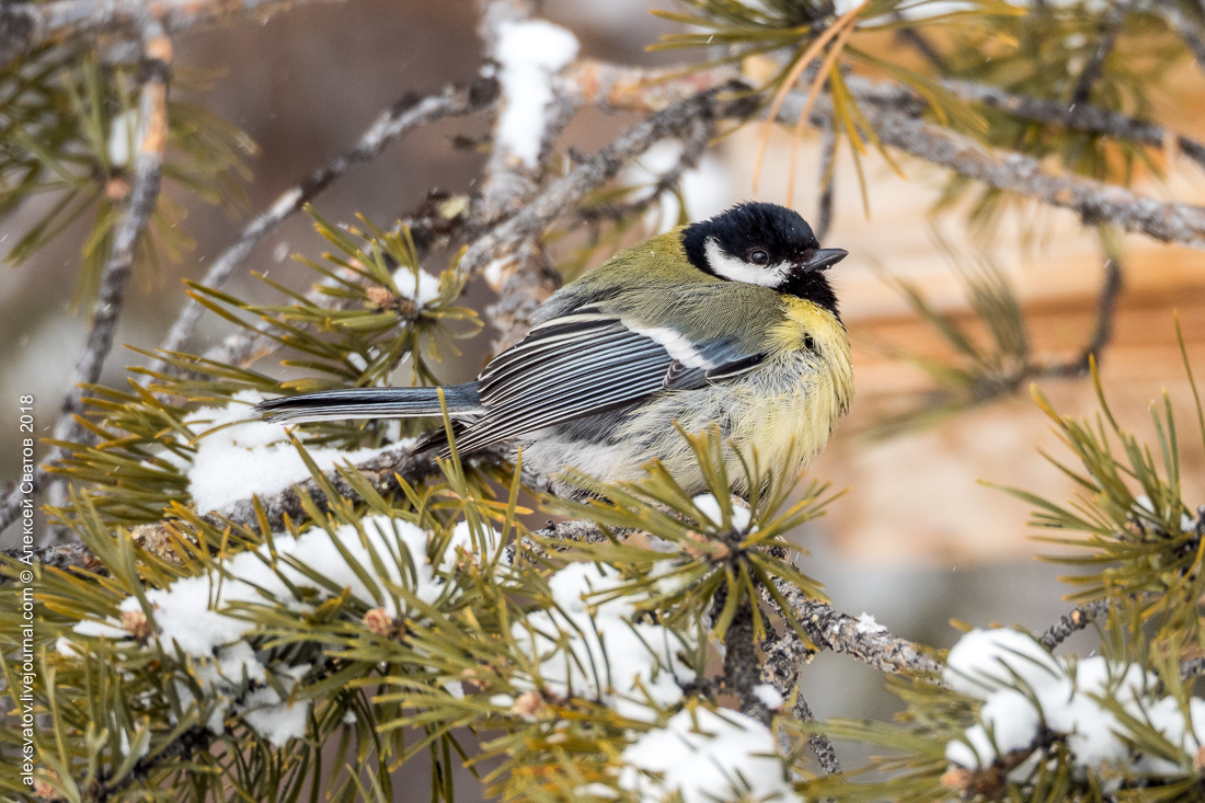 brain-eating - My, Birds, Tit, Video, Longpost