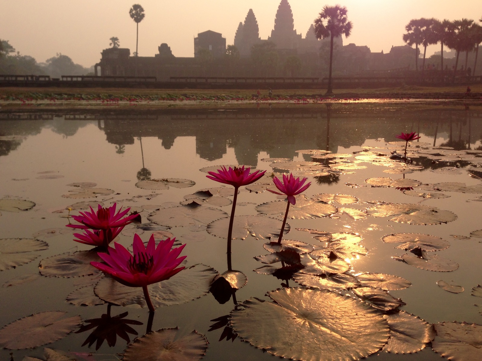 Sunrise in Cambodia - My, dawn, Cambodia, The photo