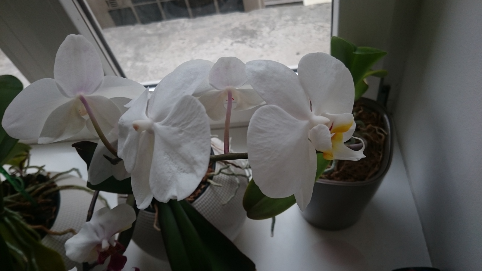 orchid flower - My, Orchids, Flowers, , Unformat