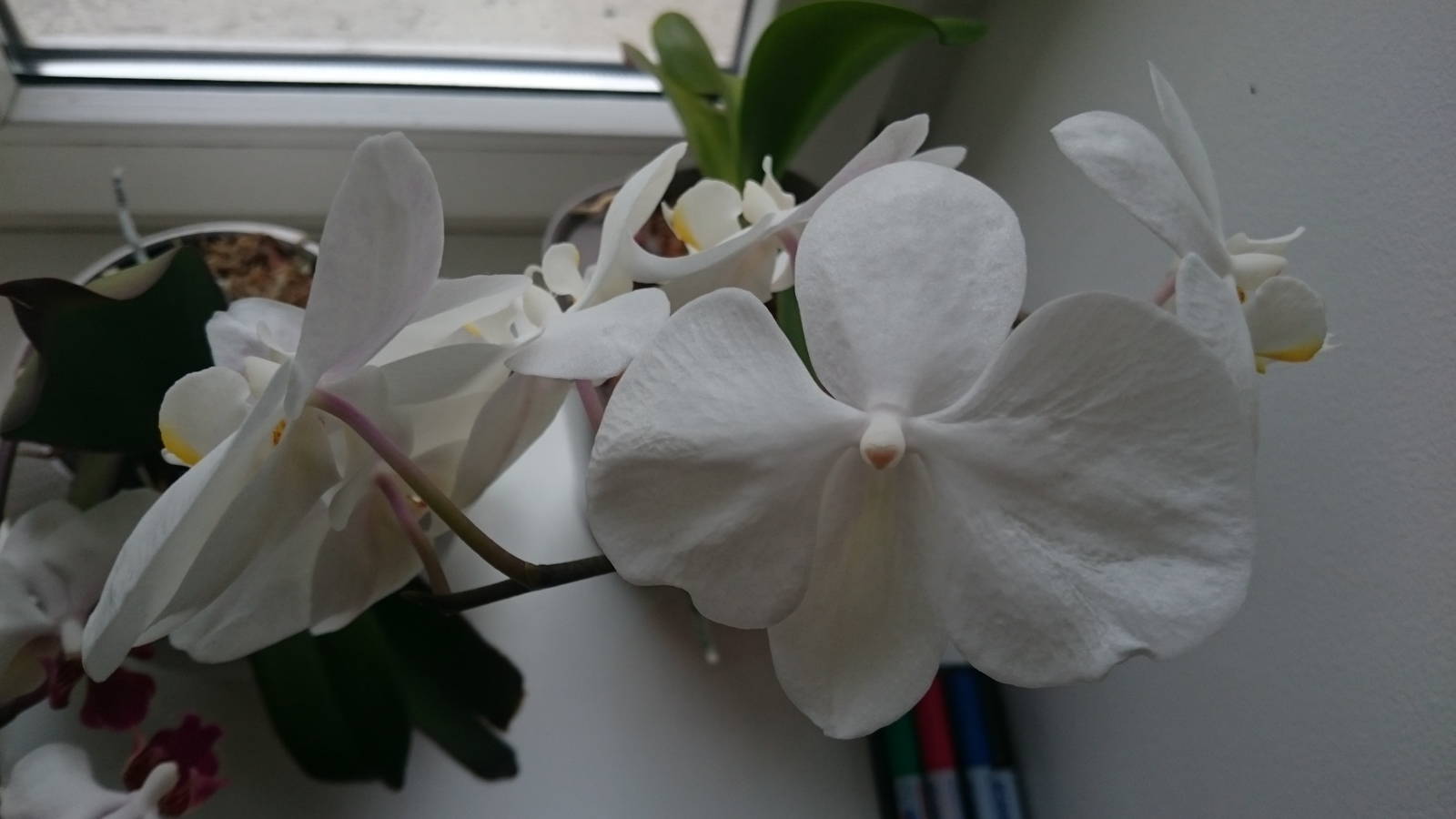 orchid flower - My, Orchids, Flowers, , Unformat