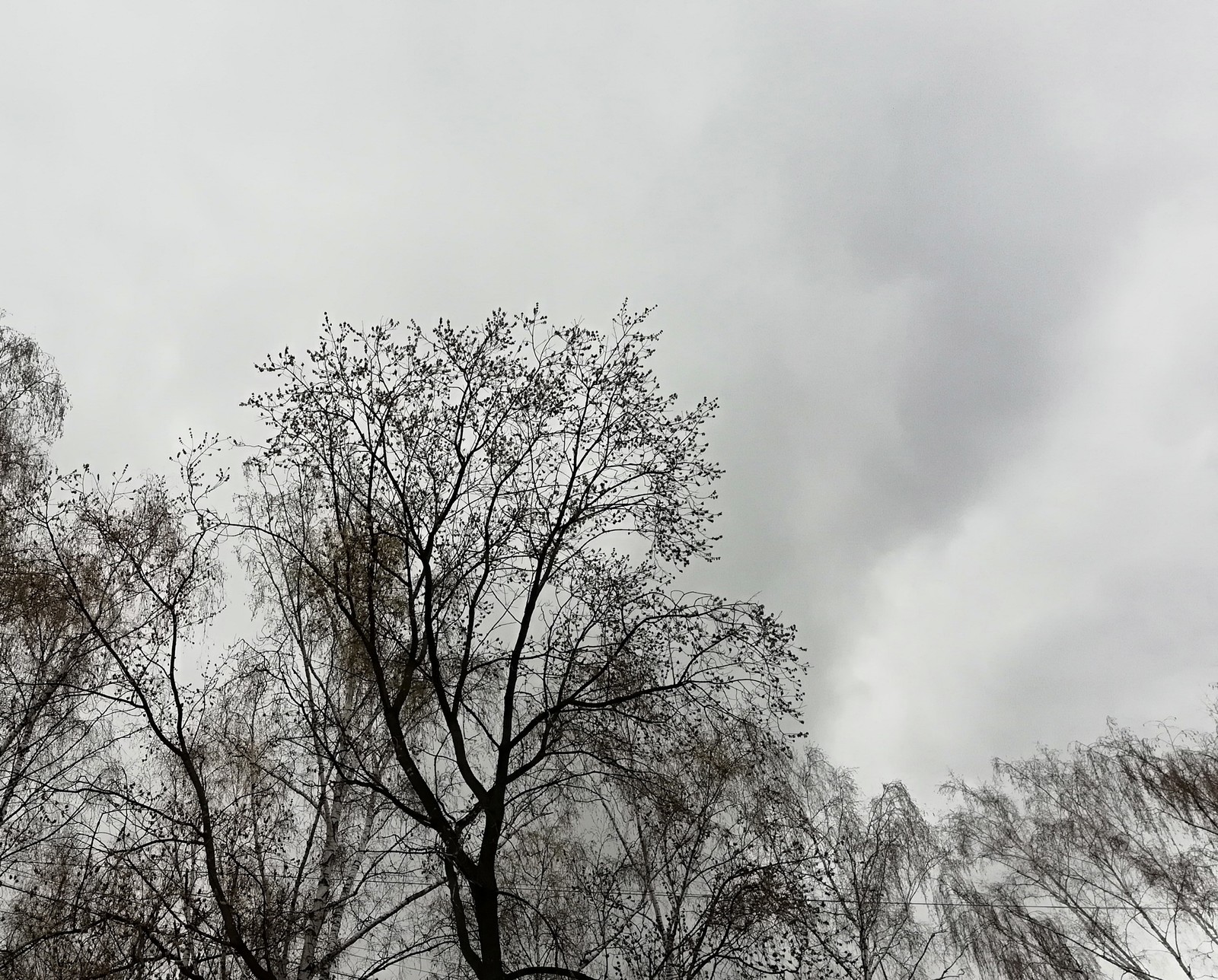 sad spring - Tree, Spring, Mainly cloudy