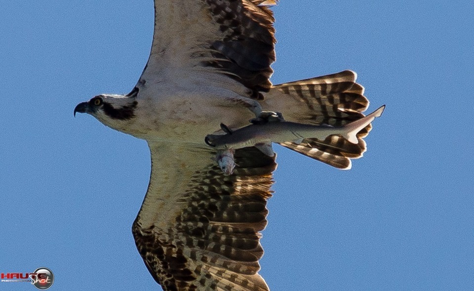 Prey eats prey that eats prey =) - Food chain, Animals, Shark, A fish, Birds, USA, Longpost