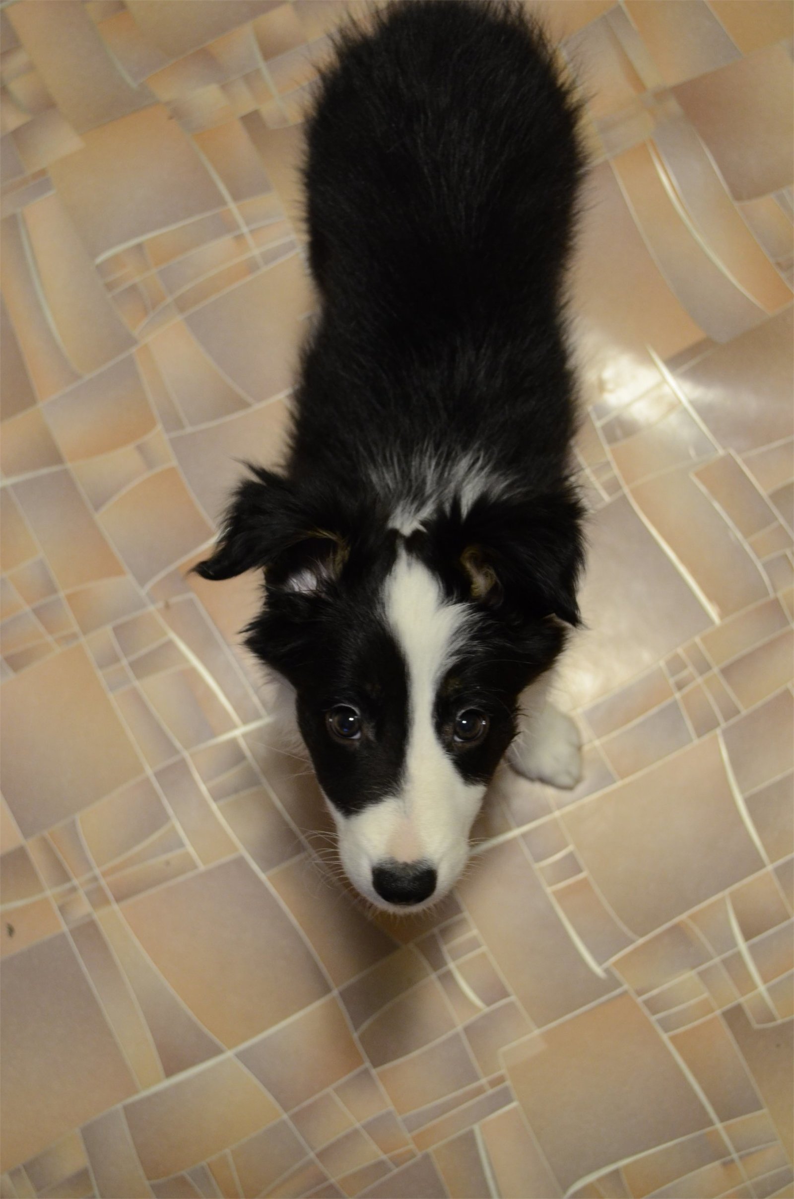 Border corgi, new dog coming - My, Longpost, The photo, Video, Dog, Border Collie, Corgi