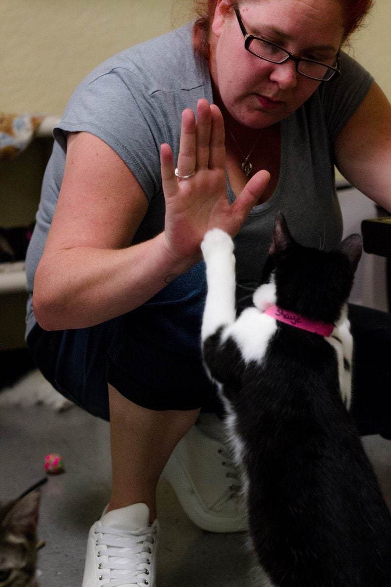 Gimme five, friend! - cat, High five, Trick, Education, Longpost