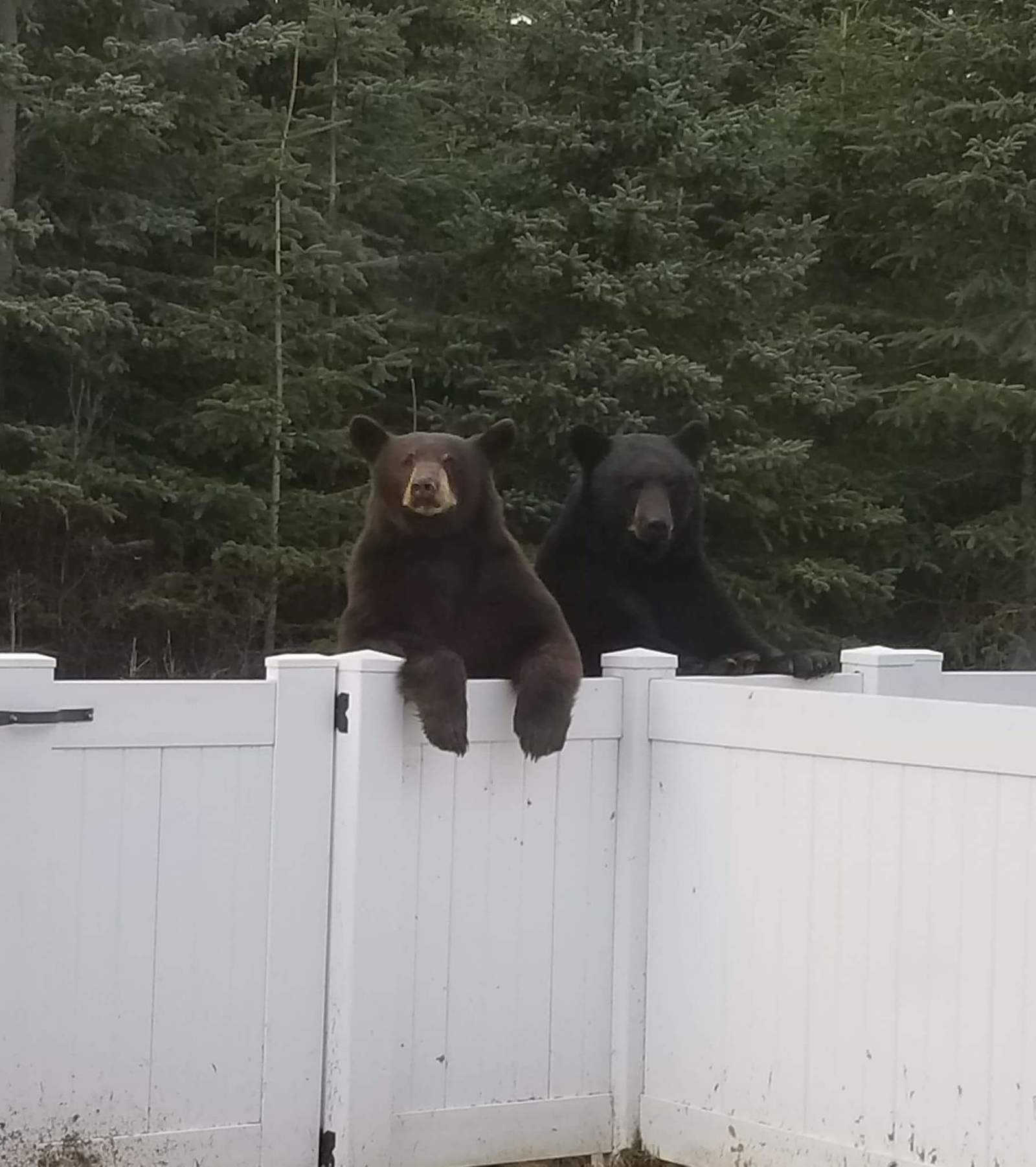 Hi, neighbor. - The photo, Bear, Fence, The Bears