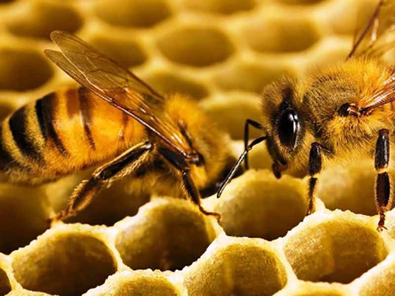 How honey is made - My, Honey, Beekeeping, Technologies, Bees, Longpost