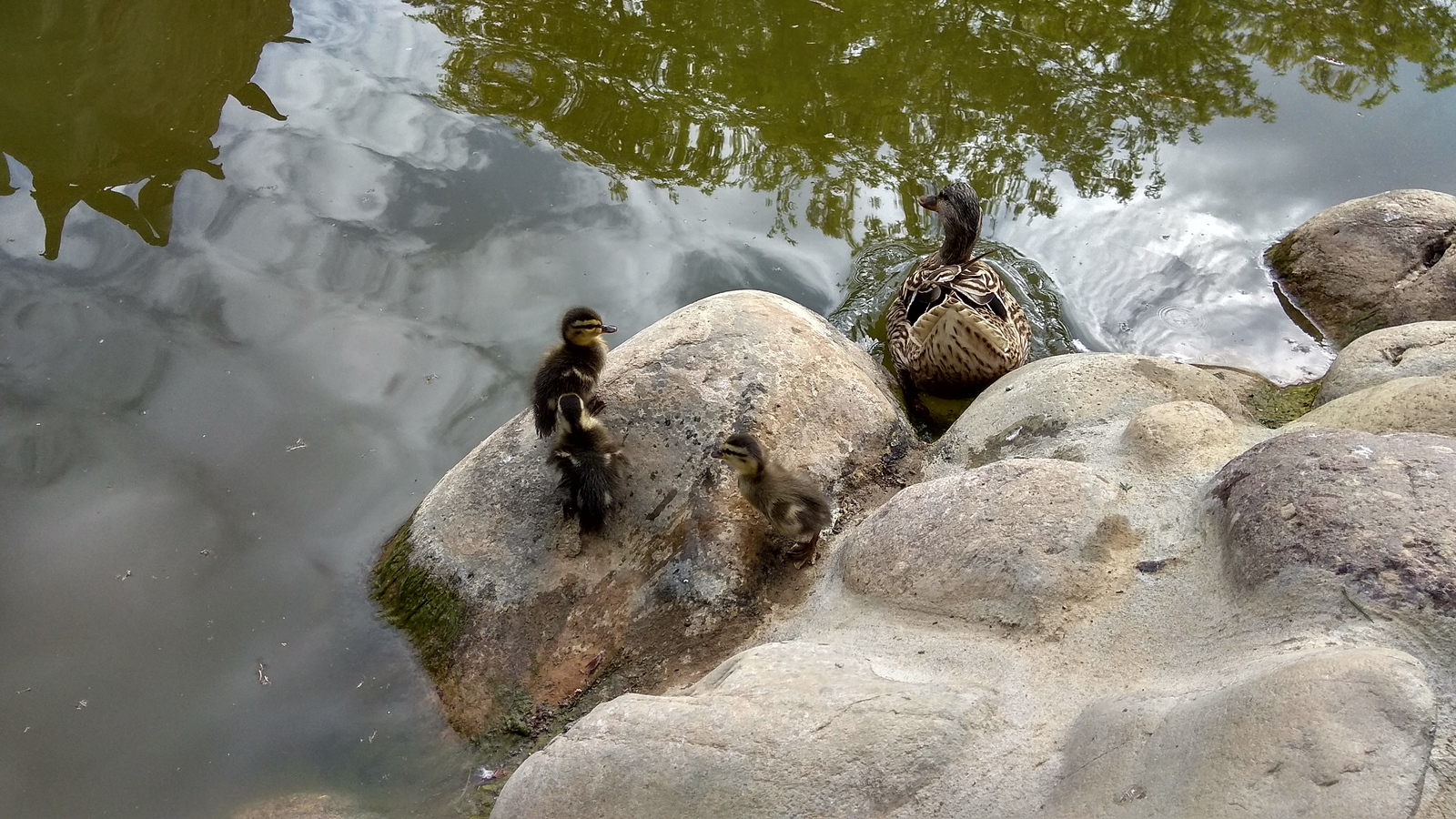 Duck and ducklings - Duck, Ducklings, The park, Pond, Italy, Longpost