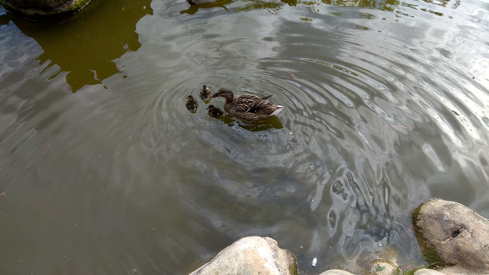 Duck and ducklings - Duck, Ducklings, The park, Pond, Italy, Longpost