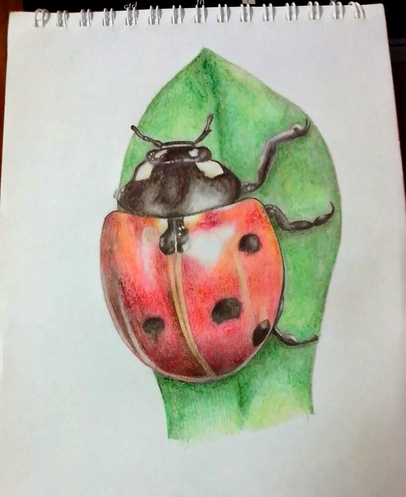 Ladybug with colored pencils - My, ladybug, Colour pencils, Drew, Drawing