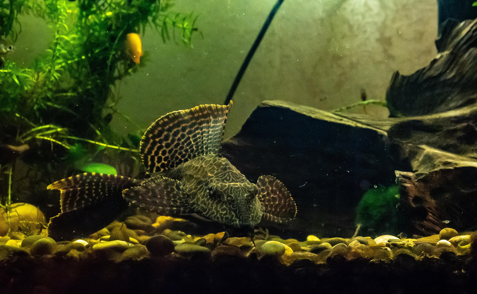 Pterygoplicht, aka brocade catfish. - My, Aquarium, Pterigoplicht, , Bragging, Longpost, Boasting