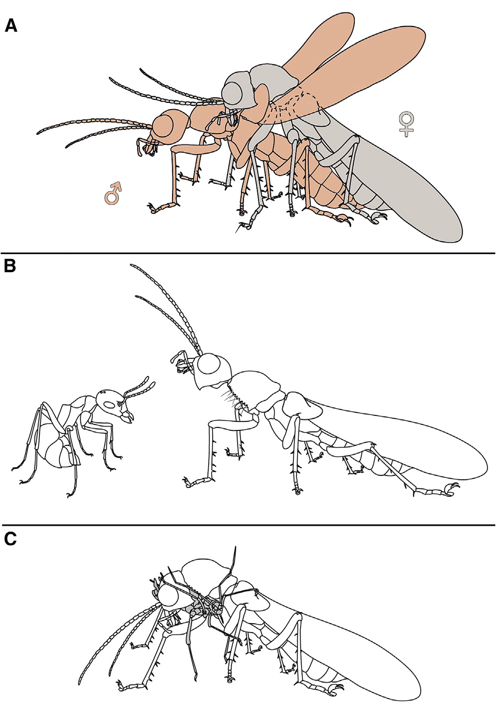 Aliens from amber - Paleontology, Insects, Amber, Cockroaches, Mantis, The science, Interesting, Longpost