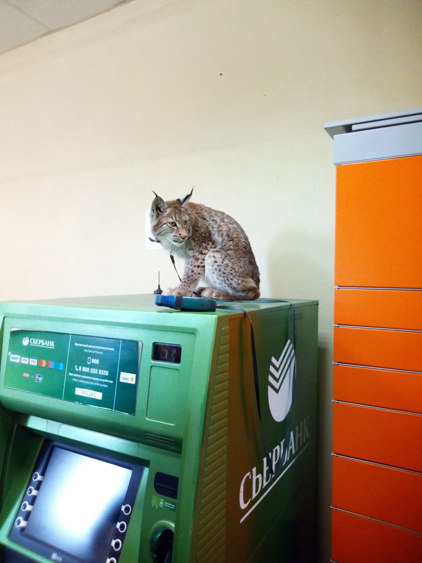 Watching the ATM - My, Lynx, ATM