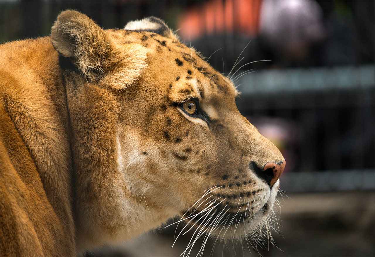 Pets of the Novosibirsk Zoo: ligers - My, Liger, , Zoo, Novosibirsk Zoo, Hybrid, Rare animals, Selection, Predator, Longpost, Rare view