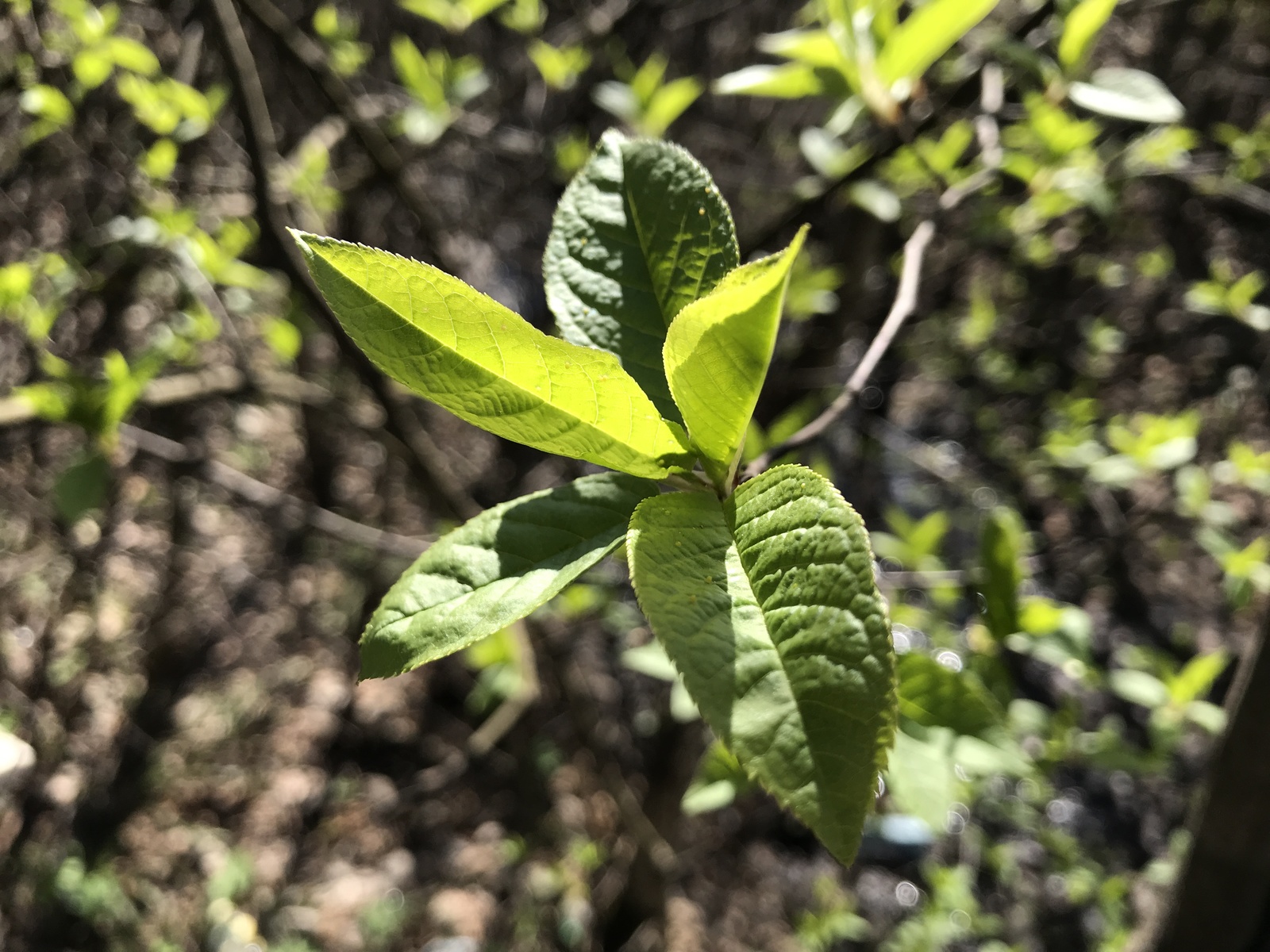 A little green. - My, Iphone 7 plus, Obninsk, Nature, Flowers, Butterfly, Longpost