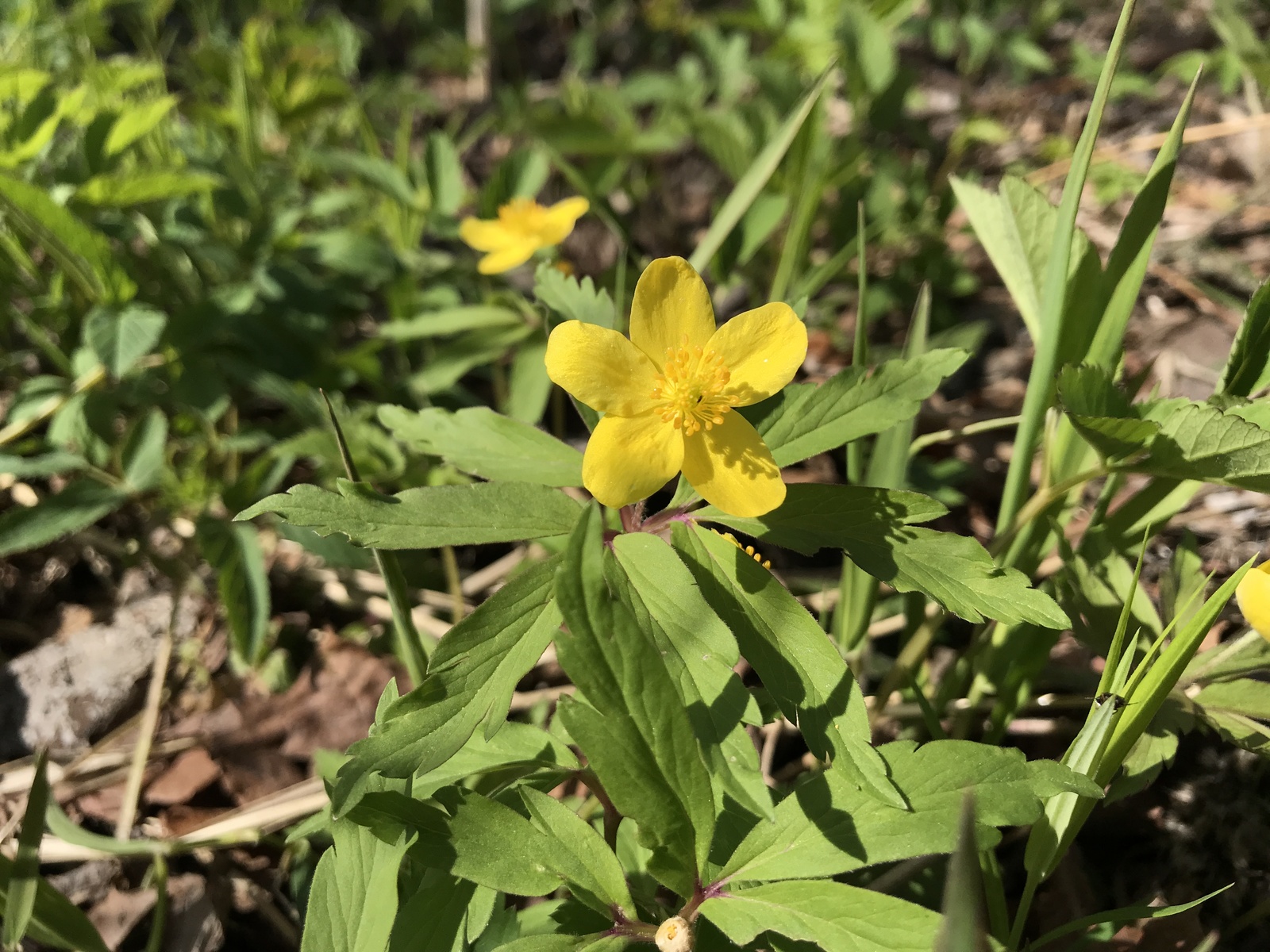 A little green. - My, Iphone 7 plus, Obninsk, Nature, Flowers, Butterfly, Longpost