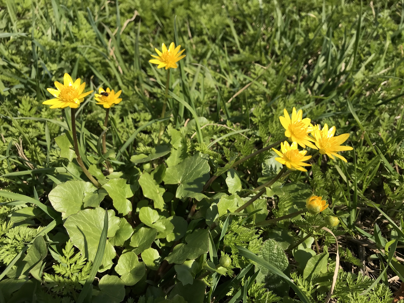 A little green. - My, Iphone 7 plus, Obninsk, Nature, Flowers, Butterfly, Longpost