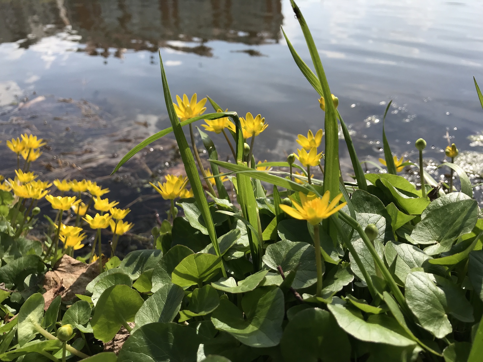 A little green. - My, Iphone 7 plus, Obninsk, Nature, Flowers, Butterfly, Longpost