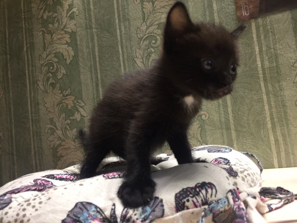 Kittens are in good hands. Volgograd. - My, cat, In good hands, Volgograd, Longpost, Is free!, Looking for hosts, Present, Black, No rating