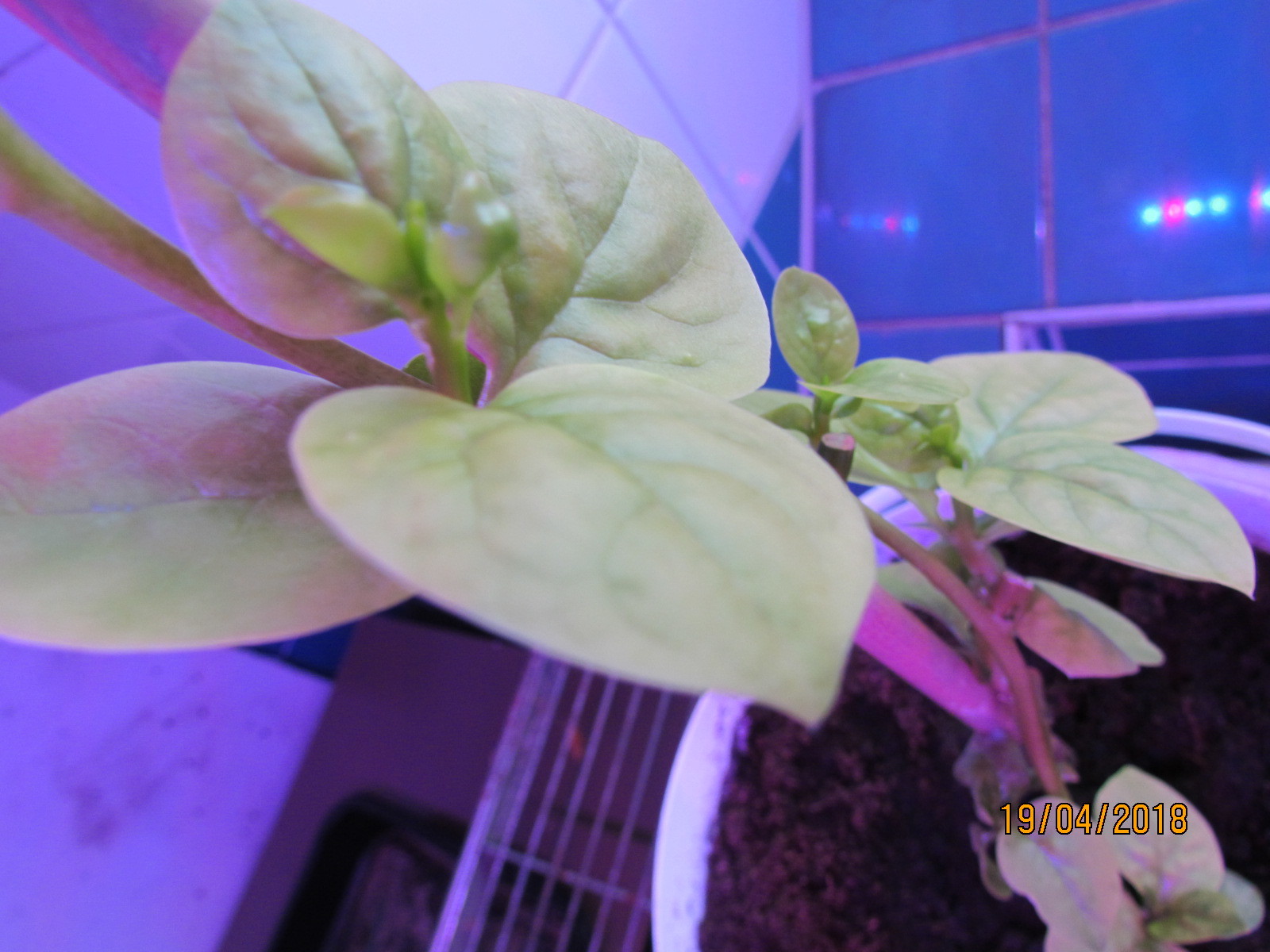 Indian spinach basella - my growing experience. - My, Spinach Basel, -Growing experience, Longpost