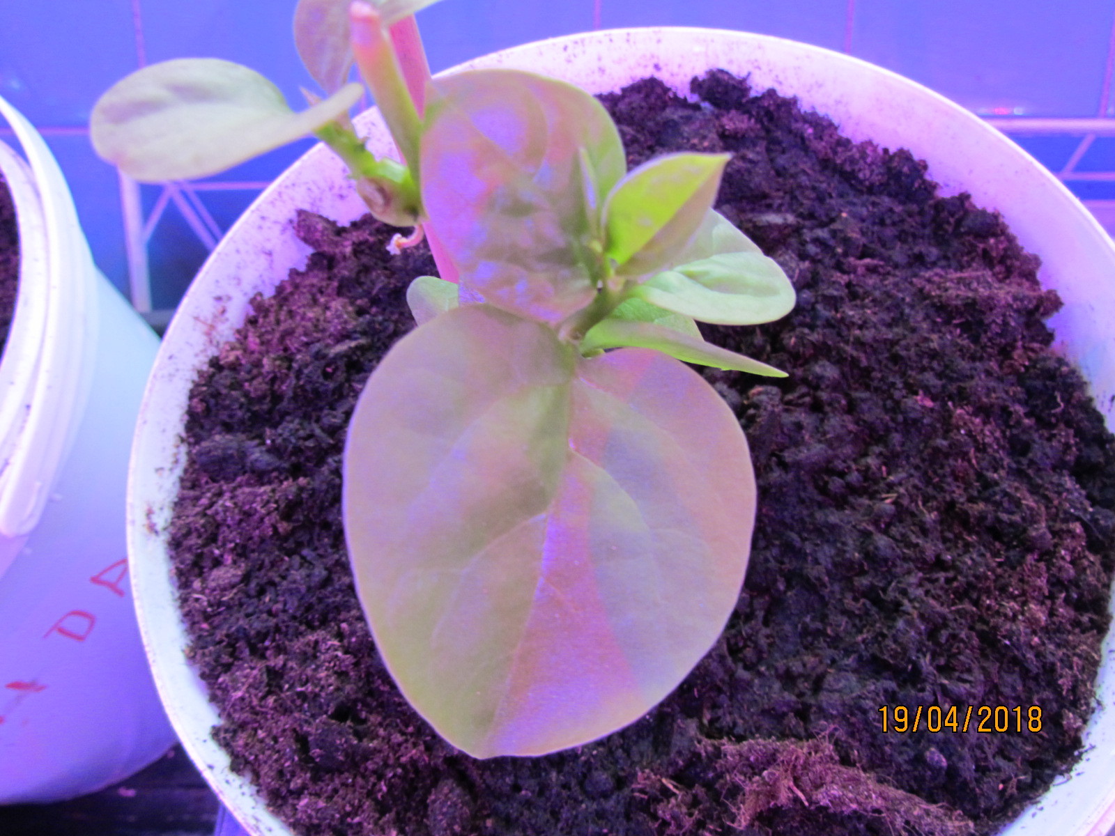 Indian spinach basella - my growing experience. - My, Spinach Basel, -Growing experience, Longpost