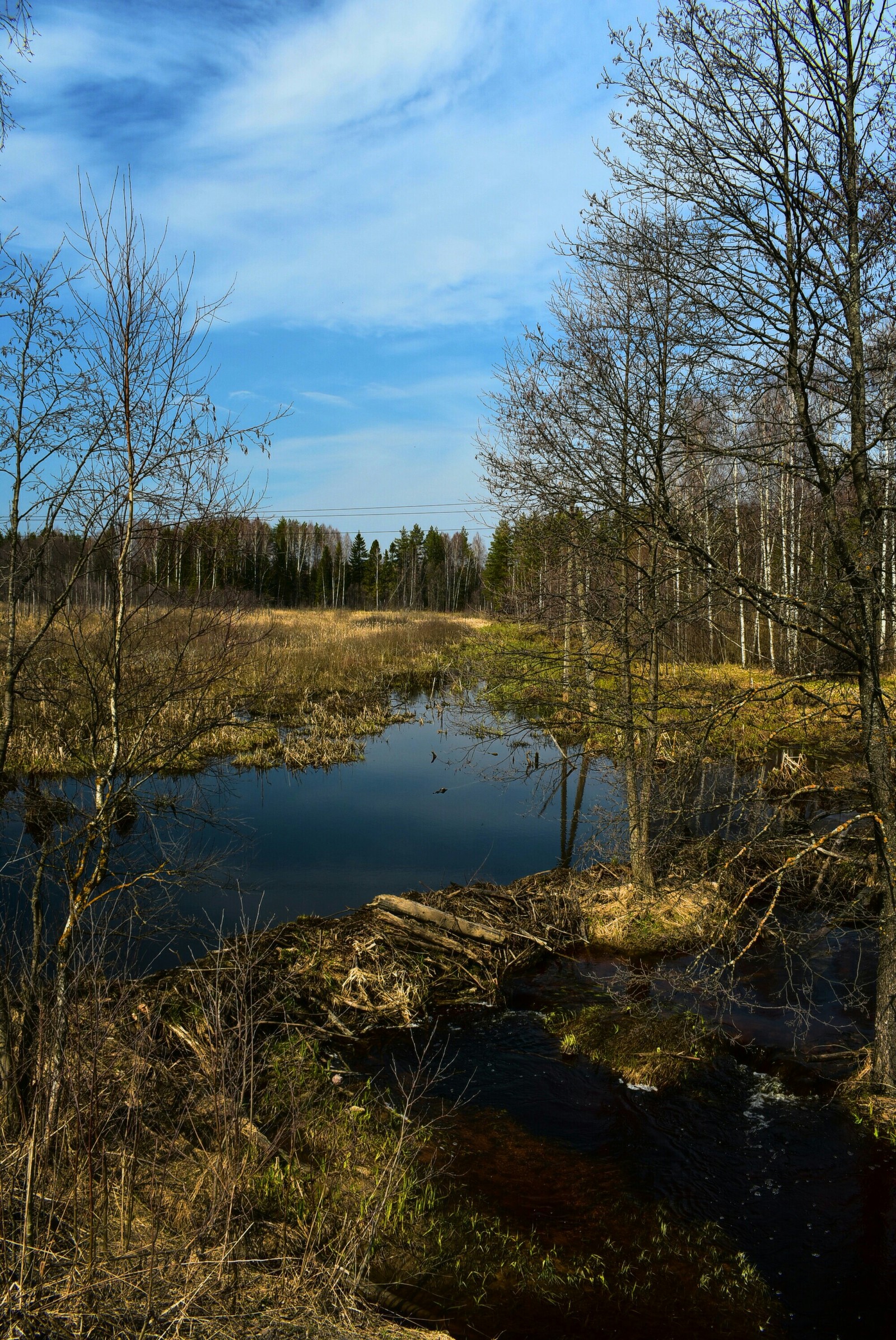 Swamp again... - My, Nature, Beginning photographer, Nikon d3400, Forest, Beaver Hut, River, Longpost