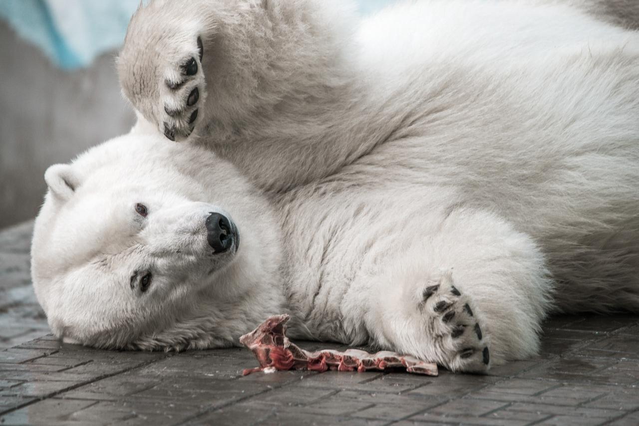 Pets of the Novosibirsk Zoo: polar bears - My, Polar bear, Novosibirsk Zoo, Animals, Predator, Mammals, Portrait, Longpost