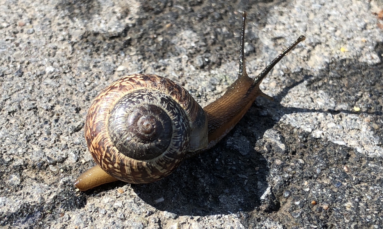 I noticed such a beauty in the park on a morning walk - My, Walk, The park, Snail, Tula, 1st of May