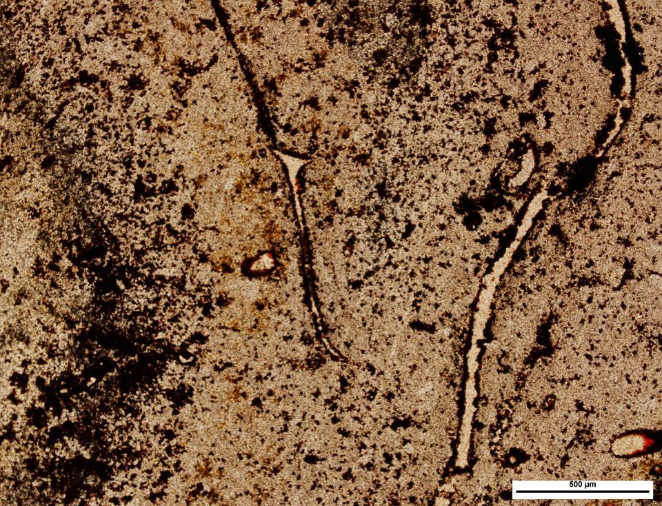 What the fossilized excrement of Coprolites and the great extinction can tell - Paleontology, Fossils, Interesting, Unusual, Permian period, Archosaurs, Synapsids, Longpost