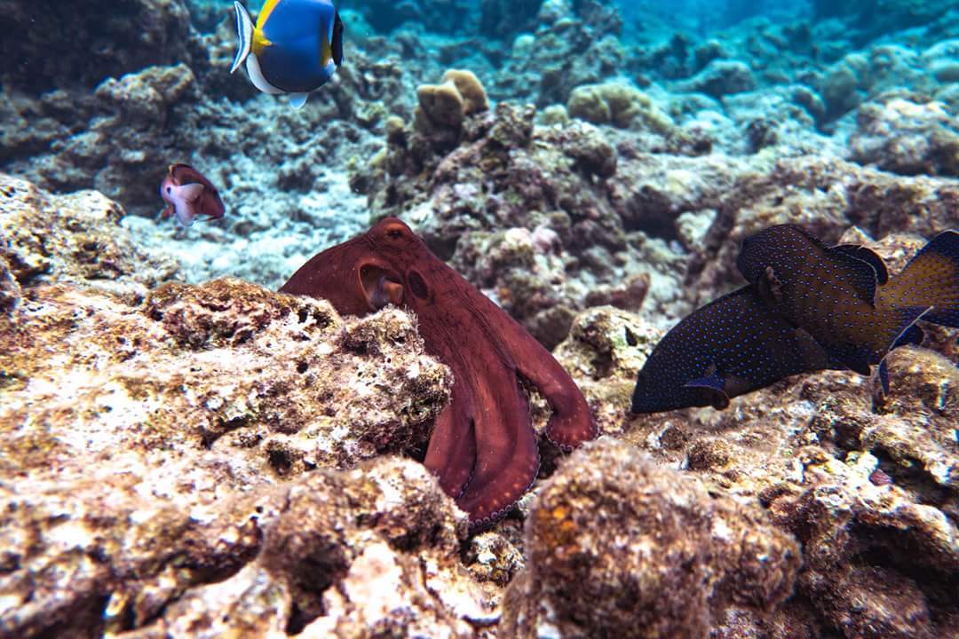 Maldives under and over water - My, The photo, Nature, Indian Ocean, Maldives, A fish, Longpost