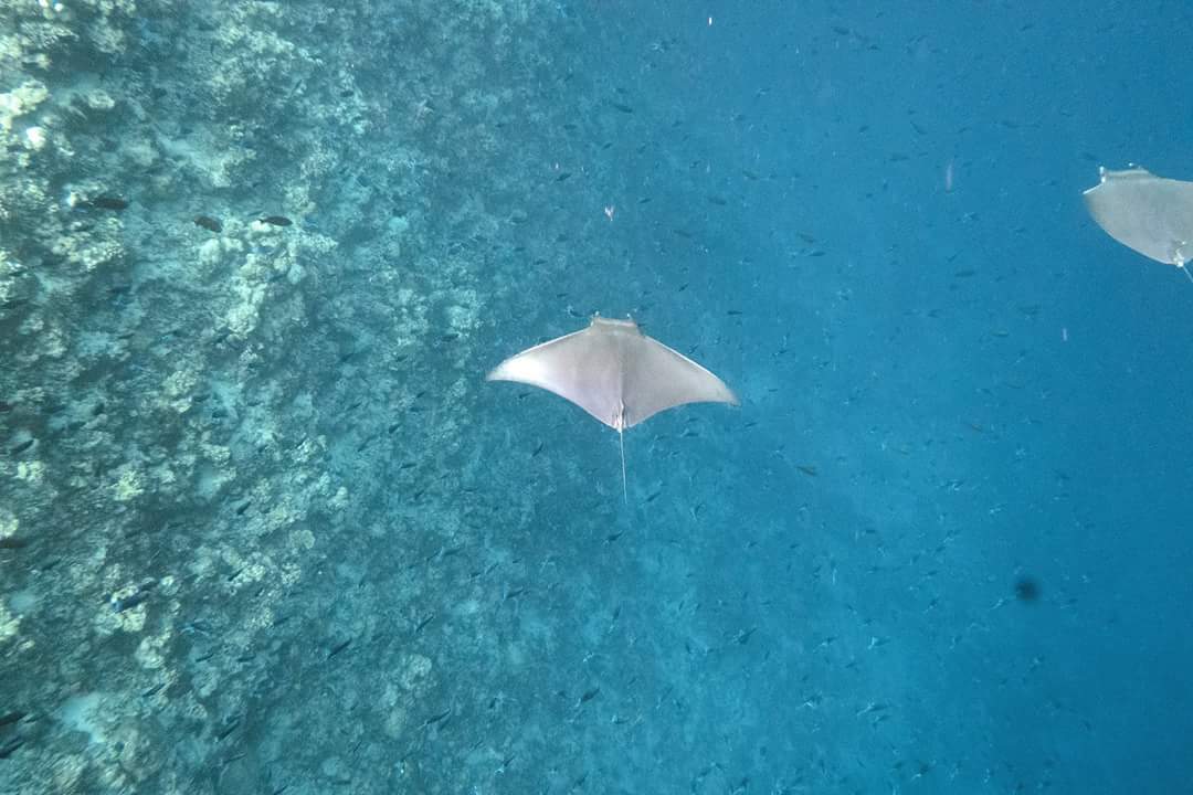 Maldives under and over water - My, The photo, Nature, Indian Ocean, Maldives, A fish, Longpost