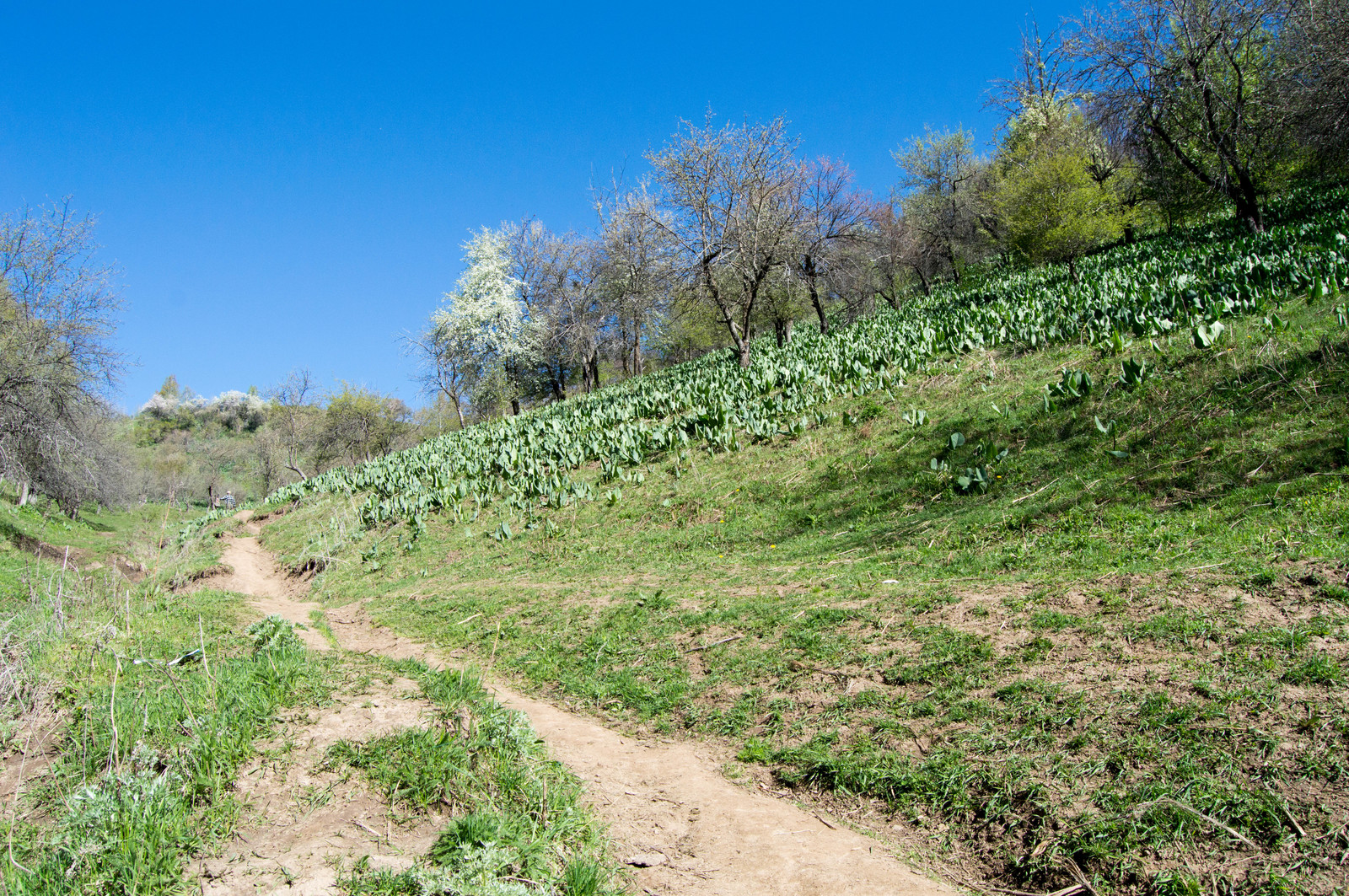 Weekend route Kok-Zhailau plateau, Almaty - My, Nature, The mountains, Longpost, Almaty, Nikon d3200