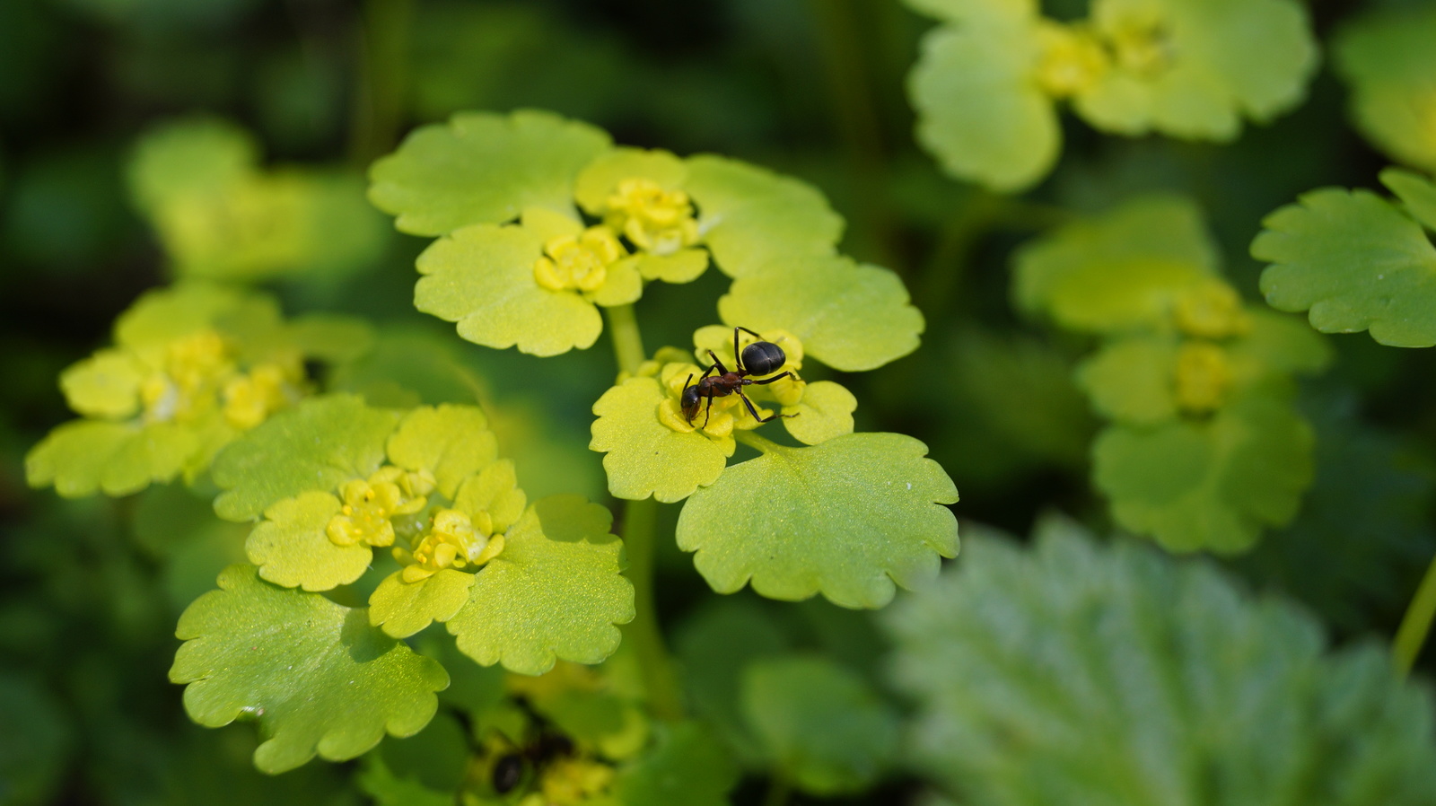 Ant - My, Ants, Forest, Insects