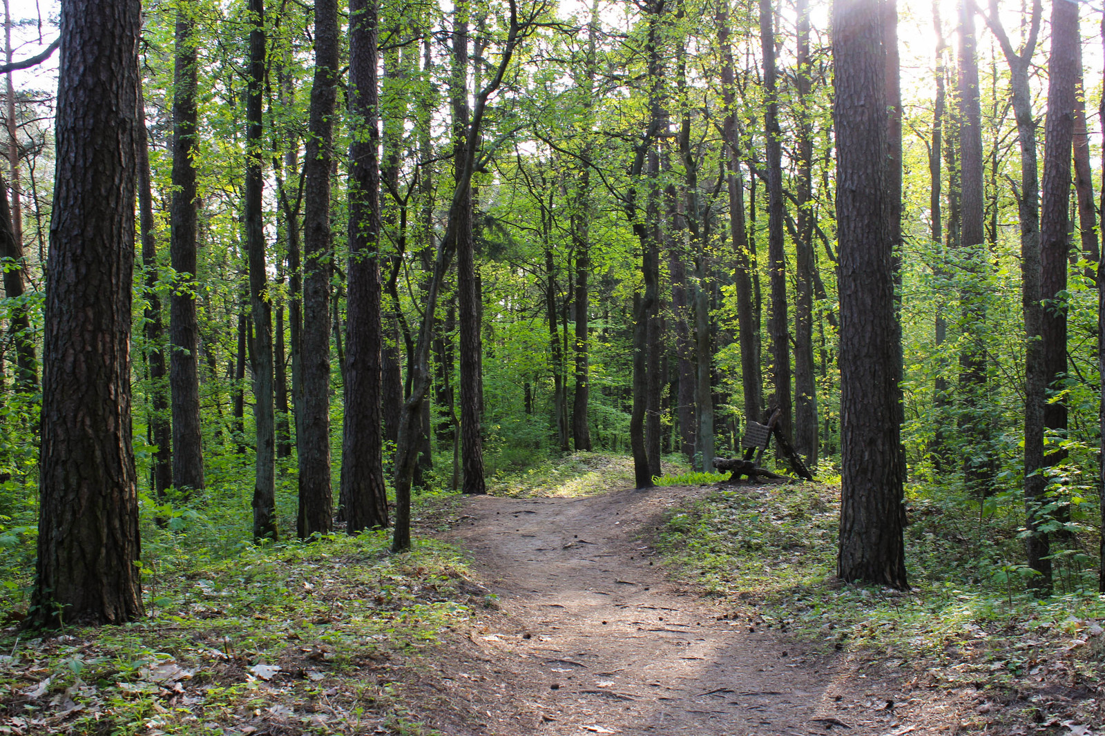 In the woods - My, Forest, Gusev, Gumbinnen, Kaliningrad region, Longpost