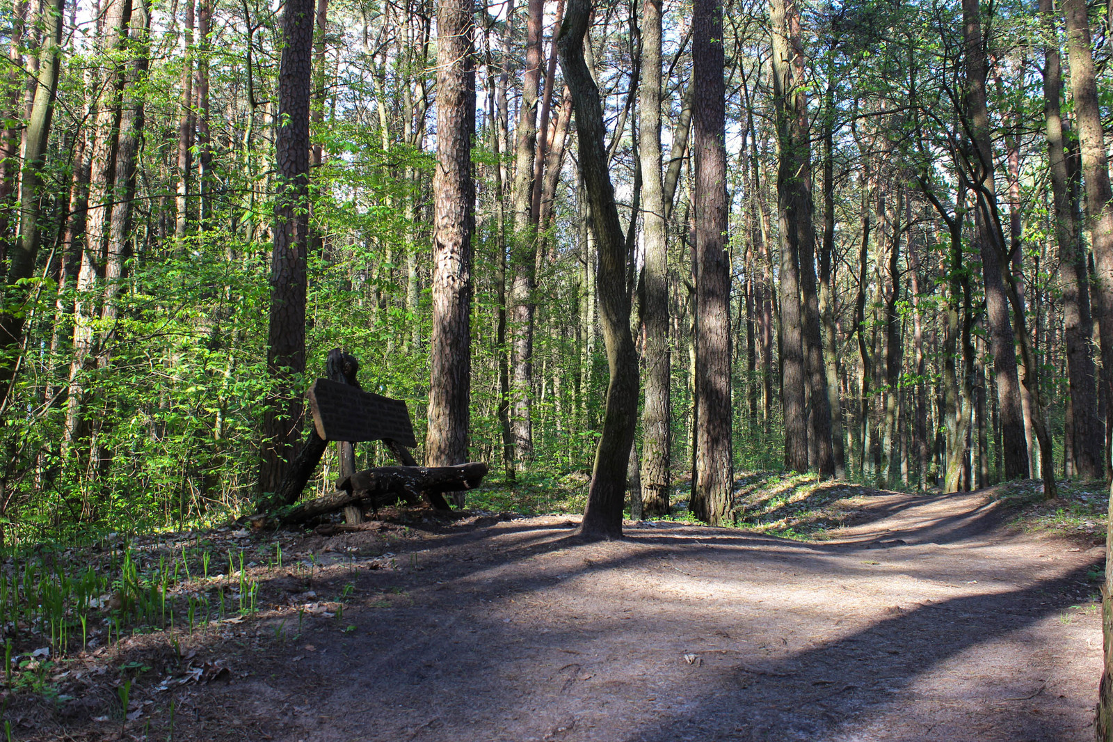 In the woods - My, Forest, Gusev, Gumbinnen, Kaliningrad region, Longpost