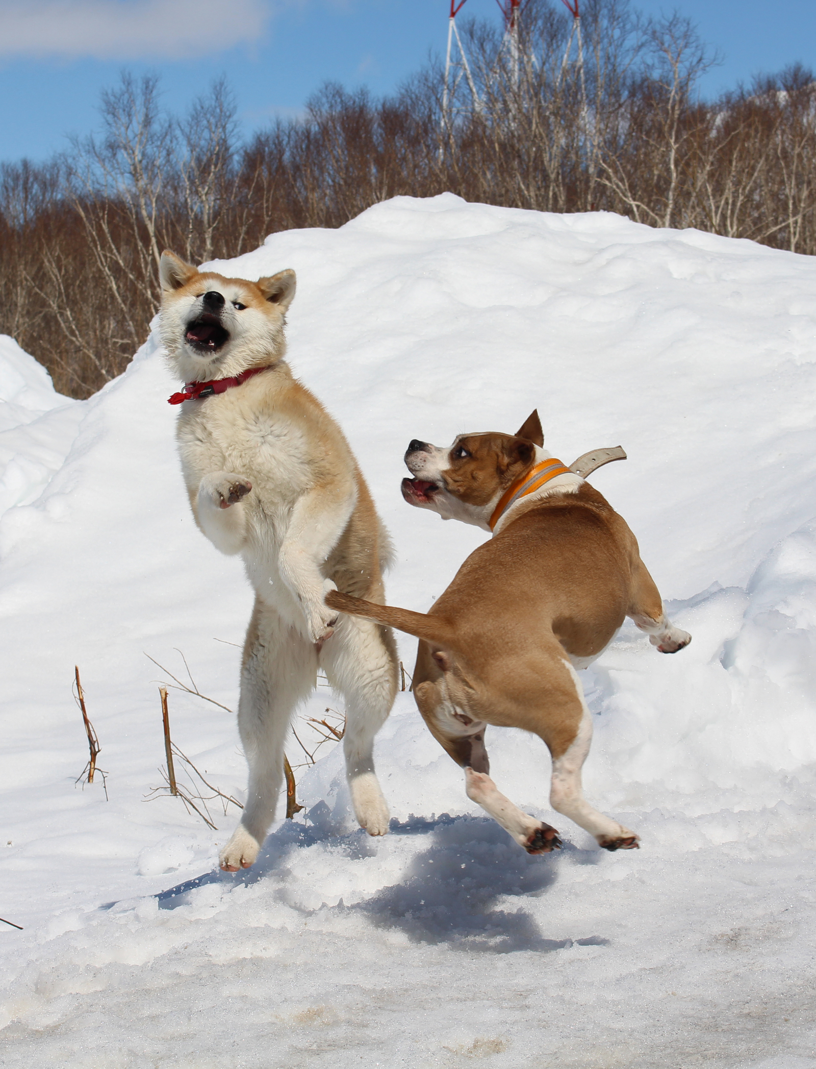 Walk in the May Kamchatka forest - My, Akita inu, Pitbull, Dog, Forest, Kamchatka, Longpost