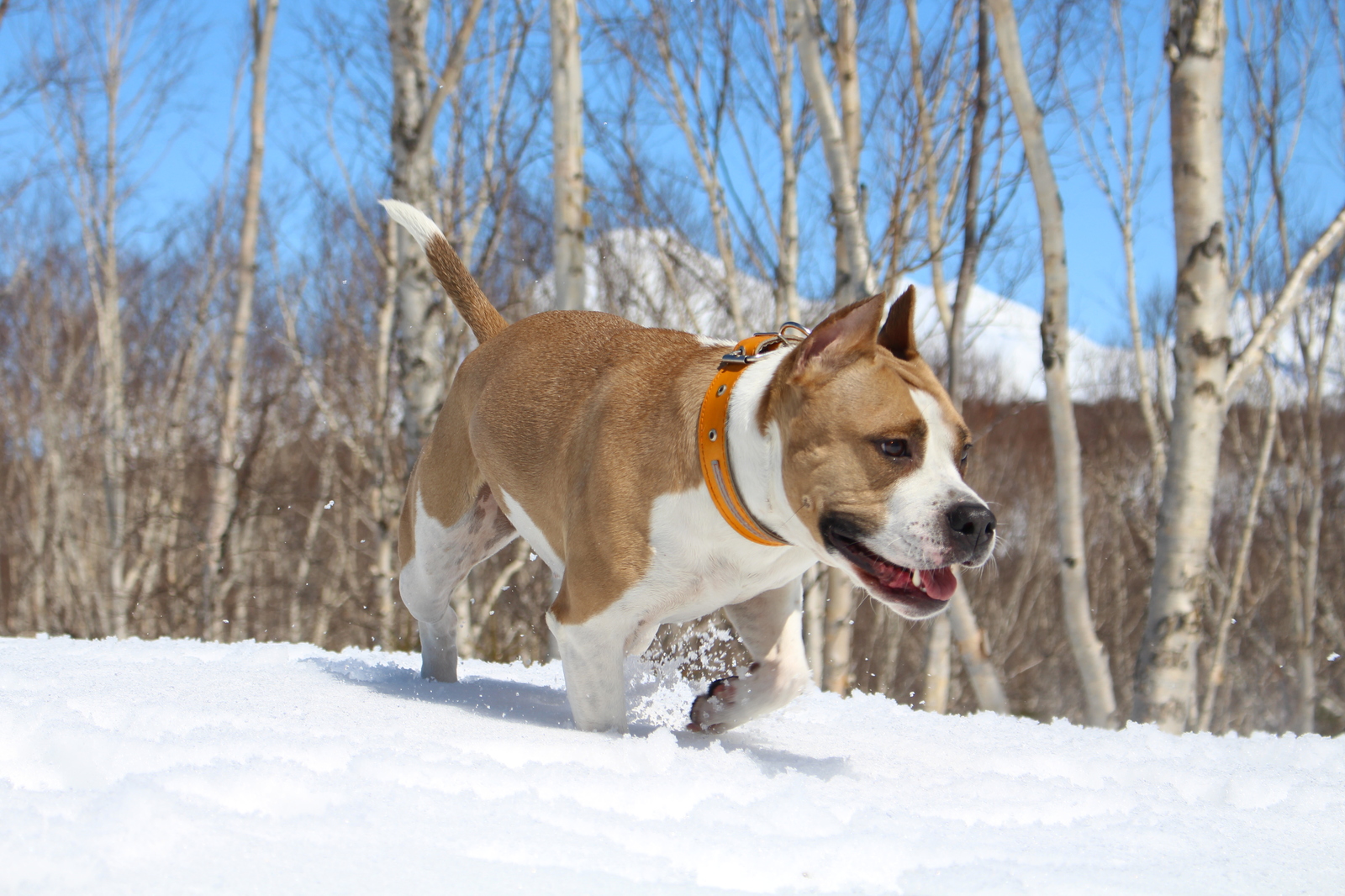 Walk in the May Kamchatka forest - My, Akita inu, Pitbull, Dog, Forest, Kamchatka, Longpost