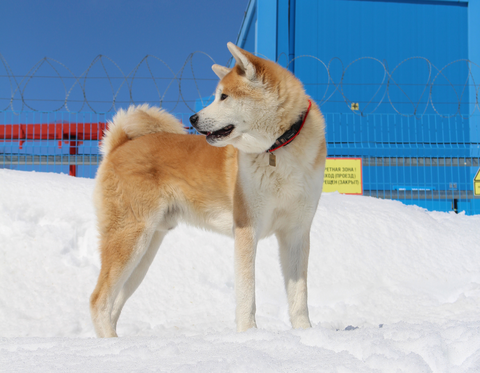 Walk in the May Kamchatka forest - My, Akita inu, Pitbull, Dog, Forest, Kamchatka, Longpost