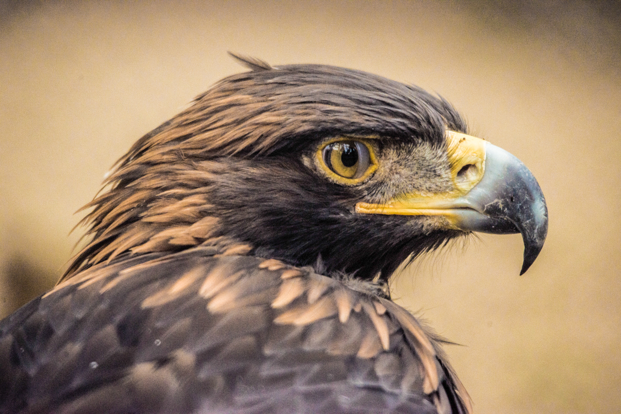 Feathered Pets of the Novosibirsk Zoo - My, Novosibirsk Zoo, Birds, Predator birds, Portrait, Animals, Longpost, Bald eagle