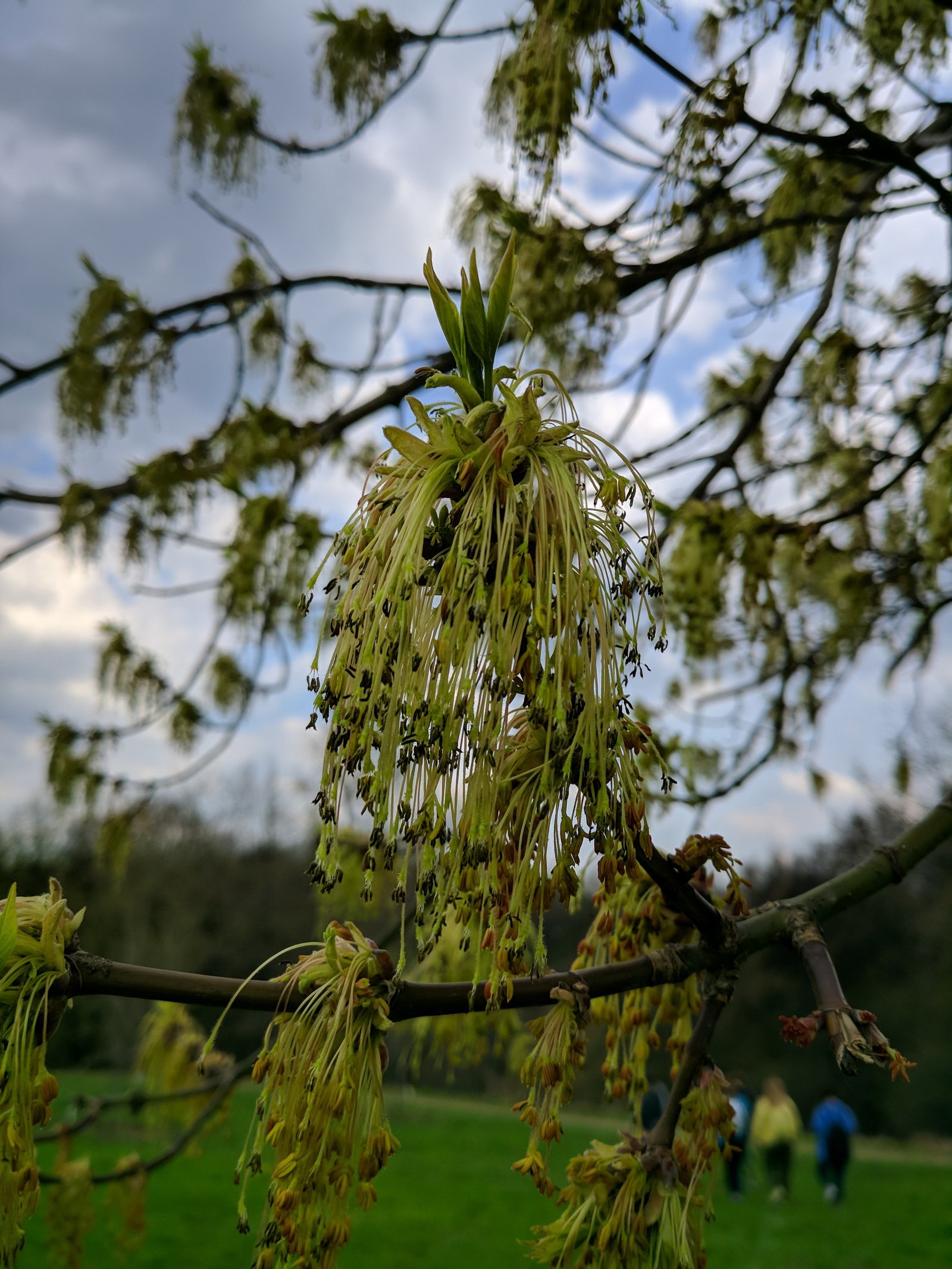 Walk in Kolomenskoye - My, Spring, Kolomenskoe, Mobile photography, Moscow, LG G6, Longpost