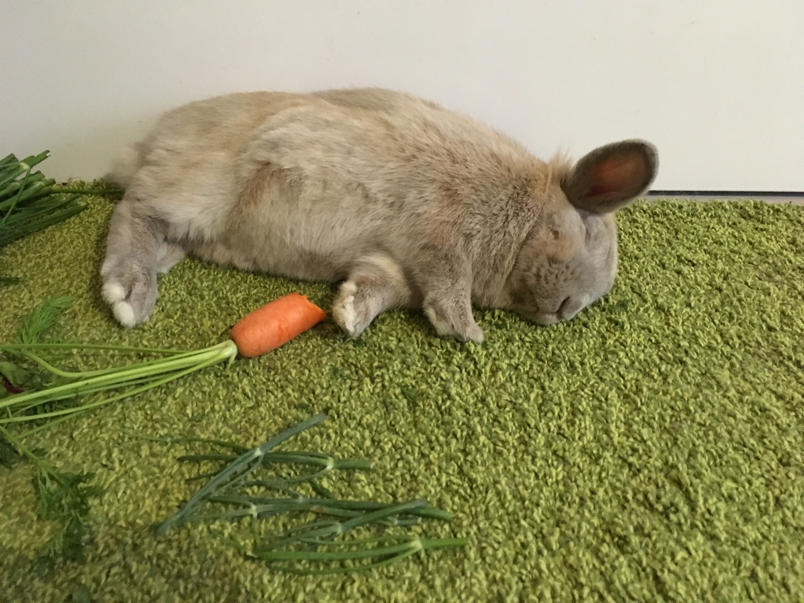 Arseniy spends the weekend - My, Rabbit, Milota, Carrot